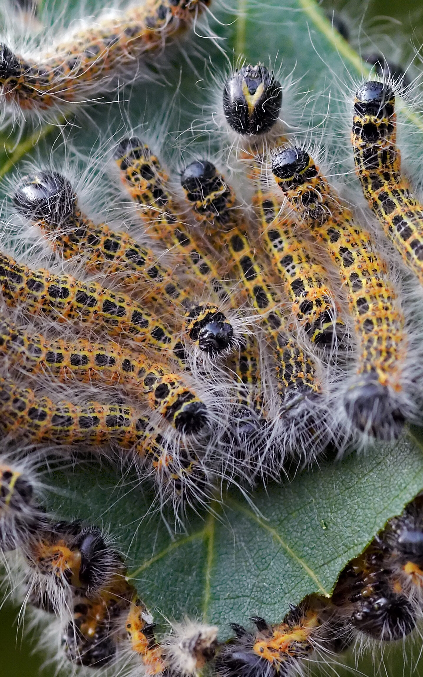Comment traiter efficacement les chenilles processionnaires du pin