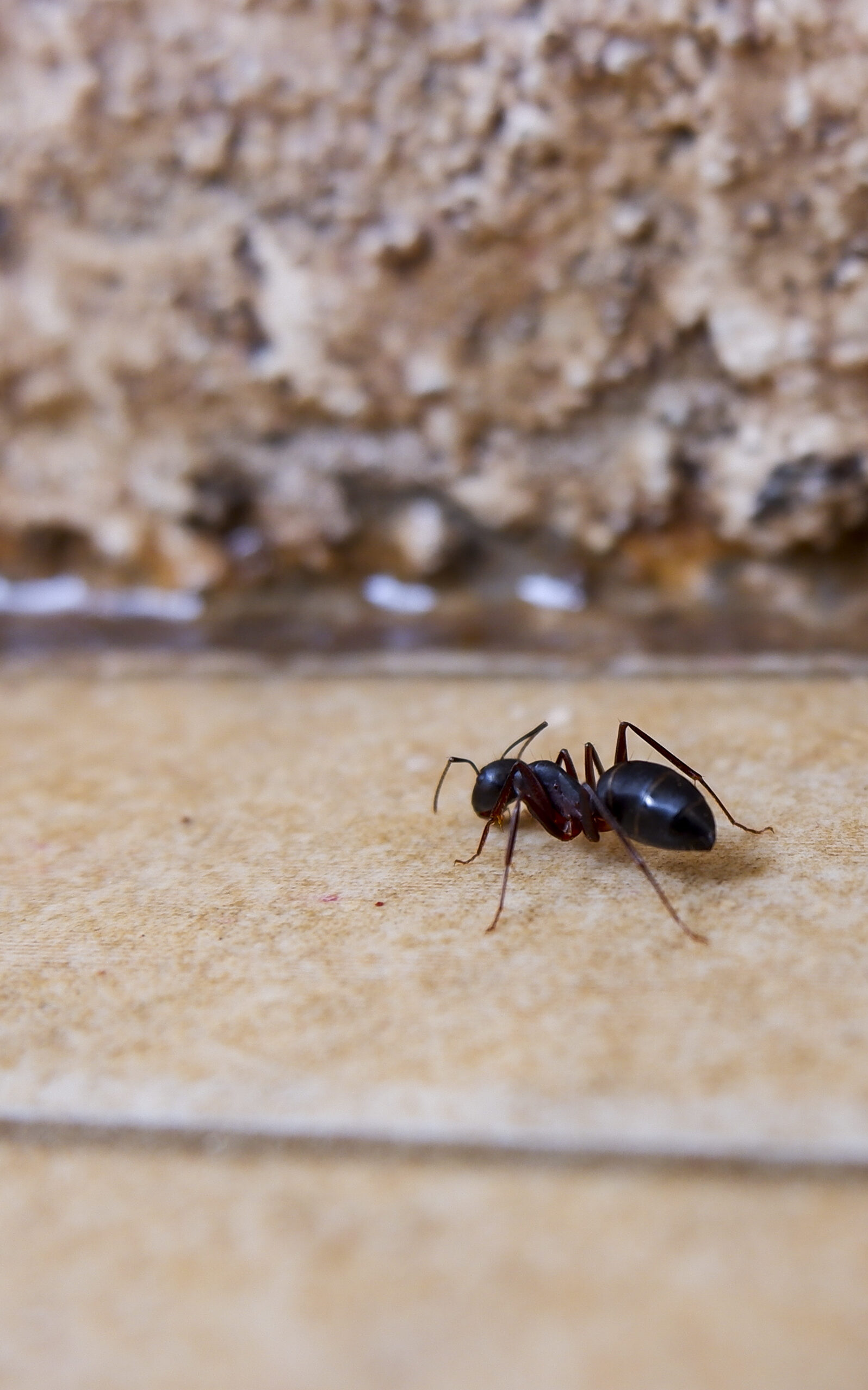 Comment lutter efficacement contre l&rsquo;invasion de fourmis ?