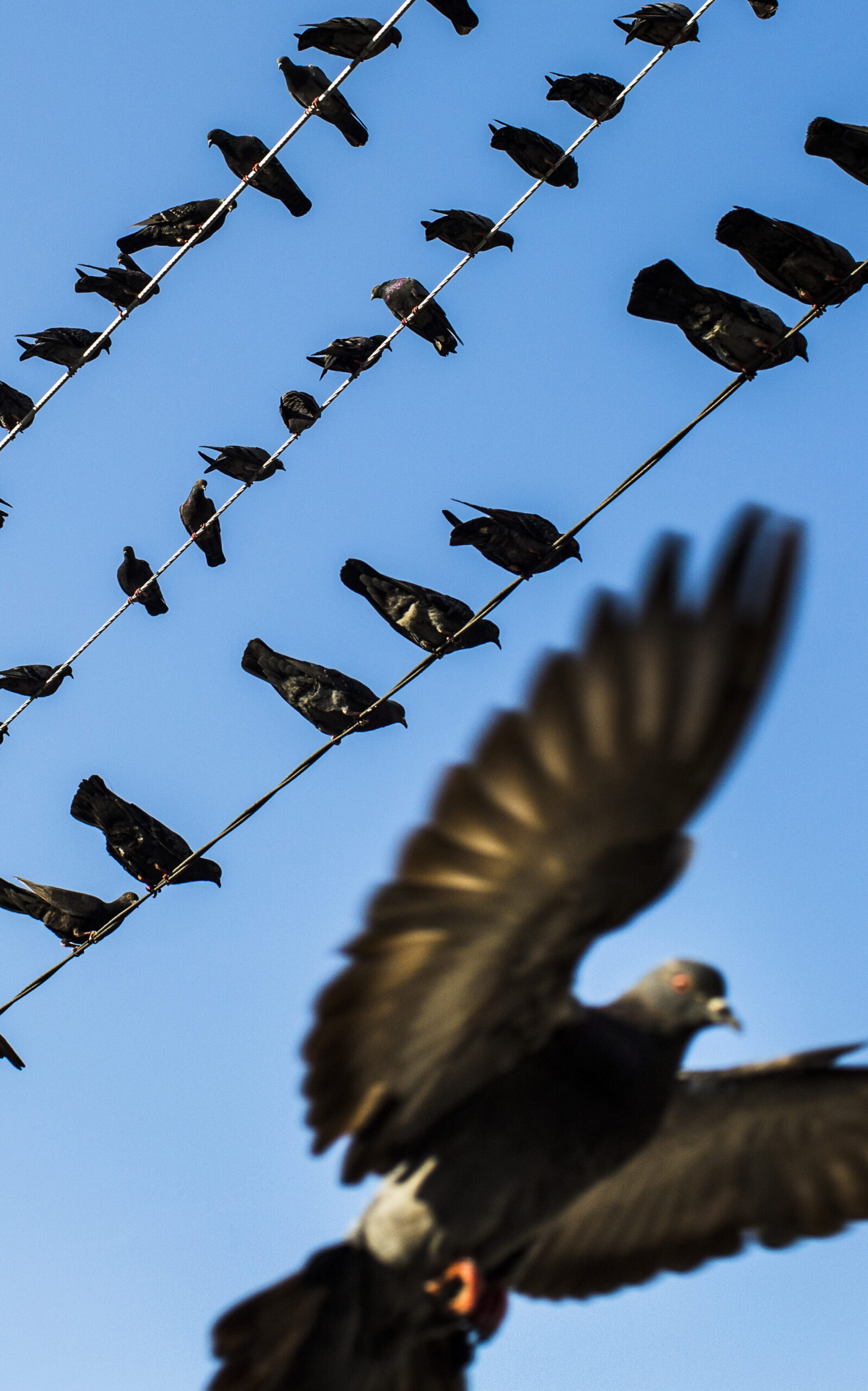 Comment lutter efficacement contre l&rsquo;invasion des pigeons ?