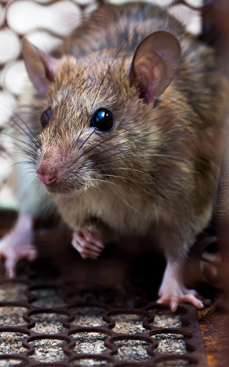 Rats à l’automne : particuliers et professionnels, agissez avant l’infestation